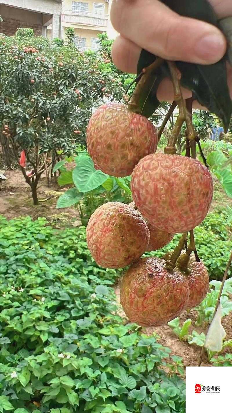 含糖 11h 荔枝：独特口感的夏日佳果